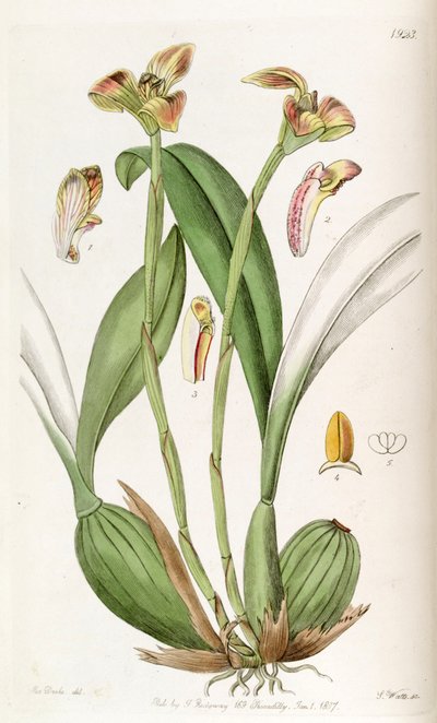 Trigonidium obtusum by Miss Drake